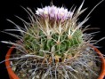 Echinofossulocactus anfractuosus (Mart.) Lawr., in Loudon Garden Mag., 17. 317, 1841